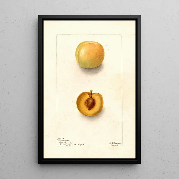 Reproductie van het schilderij Prunus domestica Normand - Deborah Griscom Passmore