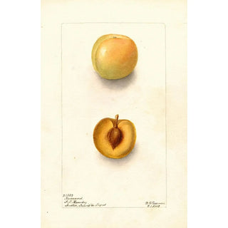 Deborah Griscom Passmore - Prunus domestica Normand.webp