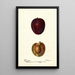 Reproductie van het schilderij Prunus domestica Pacific Prune - Deborah Griscom Passmore