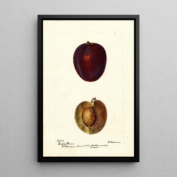 Reproductie van het schilderij Prunus domestica Pacific Prune - Deborah Griscom Passmore