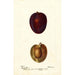 Reproductie van het schilderij Prunus domestica Pacific Prune - Deborah Griscom Passmore