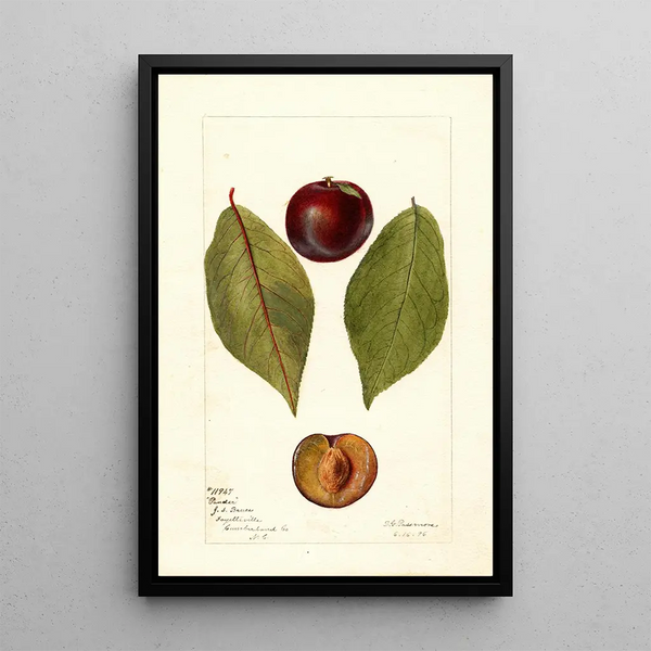 Reproductie van het schilderij Prunus domestica Pander - Deborah Griscom Passmore