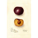 Prunus domestica Simon - Deborah Griscom Passmore — weergave van het kunstwerk