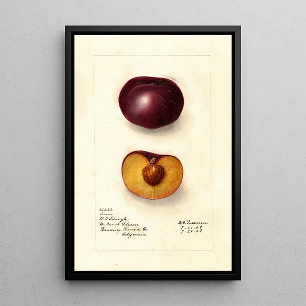 Prunus domestica Simon - Deborah Griscom Passmore — ingelijst kunstwerk aan de muur