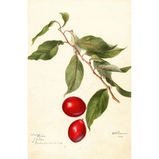 Deborah Griscom Passmore - Prunus domestica Sophie.webp