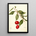 Prunus domestica Sophie - Deborah Griscom Passmore — ingelijst kunstwerk aan de muur