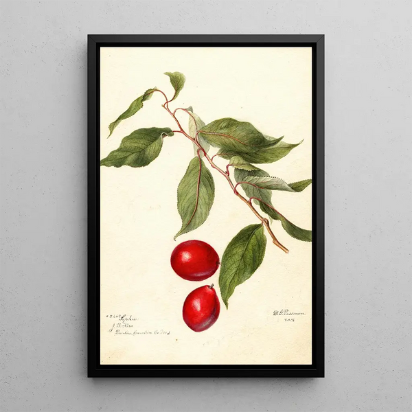 Prunus domestica Sophie - Deborah Griscom Passmore — ingelijst kunstwerk aan de muur
