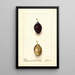 Reproductie van het schilderij Prunus domestica Splendor - Deborah Griscom Passmore