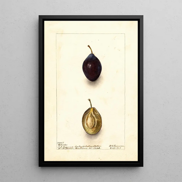 Reproductie van het schilderij Prunus domestica Splendor - Deborah Griscom Passmore