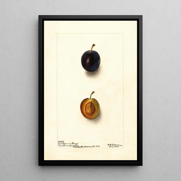 Prunus domestica Thanksgiving Prune - Deborah Griscom Passmore — ingelijst kunstwerk aan de muur