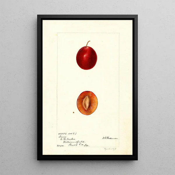Reproductie van het schilderij Prunus domestica Truro - Deborah Griscom Passmore