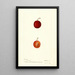 Reproductie van het schilderij Prunus domestica Warren - Deborah Griscom Passmore