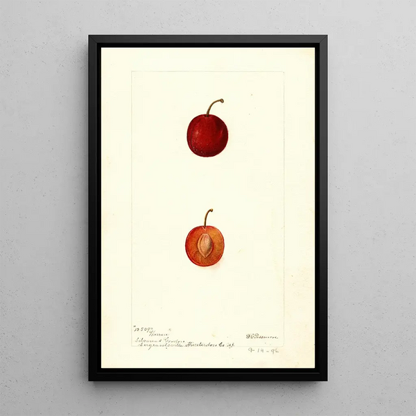 Reproductie van het schilderij Prunus domestica Warren - Deborah Griscom Passmore