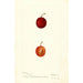 Reproductie van het schilderij Prunus domestica Warren - Deborah Griscom Passmore