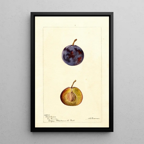 Reproductie van het schilderij Prunus domestica White Queen - Deborah Griscom Passmore