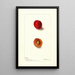 Reproductie van het schilderij Prunus domestica Wyant - Deborah Griscom Passmore