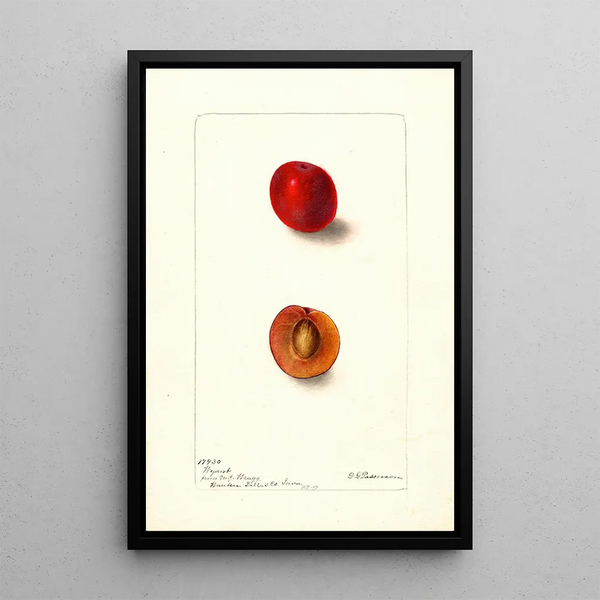 Reproductie van het schilderij Prunus domestica Wyant - Deborah Griscom Passmore