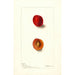 Reproductie van het schilderij Prunus domestica Wyant - Deborah Griscom Passmore