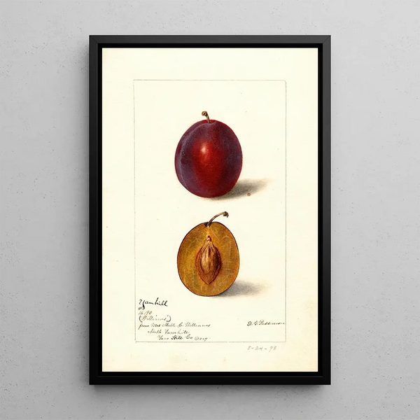 Reproductie van het schilderij Prunus domestica Yamhill - Deborah Griscom Passmore