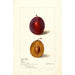 Reproductie van het schilderij Prunus domestica Yamhill - Deborah Griscom Passmore
