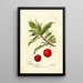 Reproductie van het schilderij Prunus domestica Yosobe - Deborah Griscom Passmore