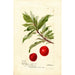 Reproductie van het schilderij Prunus domestica Yosobe - Deborah Griscom Passmore