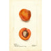 Prunus mume Blenheim - Deborah Griscom Passmore — weergave van het kunstwerk