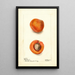 Prunus mume Blenheim - Deborah Griscom Passmore — ingelijst kunstwerk aan de muur