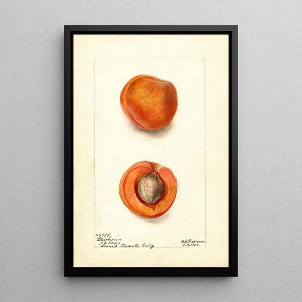 Prunus mume Blenheim - Deborah Griscom Passmore — ingelijst kunstwerk aan de muur
