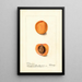 Reproductie van het schilderij Prunus mume Coles Hemskirk - Deborah Griscom Passmore