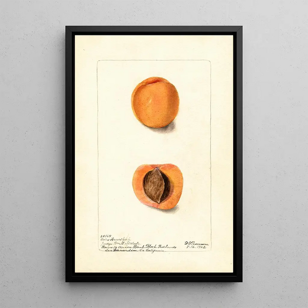 Reproductie van het schilderij Prunus mume Coles Hemskirk - Deborah Griscom Passmore