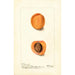 Reproductie van het schilderij Prunus mume Coles Hemskirk - Deborah Griscom Passmore