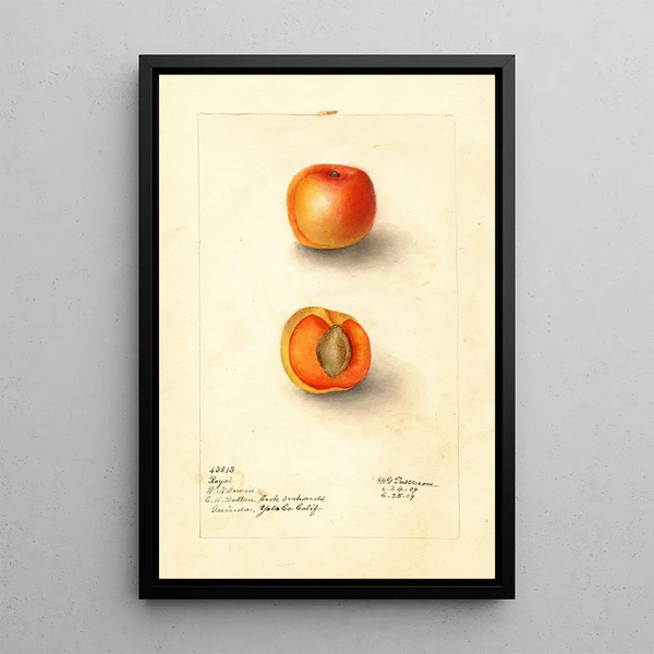 Reproductie van het schilderij Prunus mume Royal - Deborah Griscom Passmore