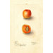 Reproductie van het schilderij Prunus mume Royal - Deborah Griscom Passmore