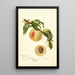 Reproductie van het schilderij Prunus persica Chinees - Deborah Griscom Passmore