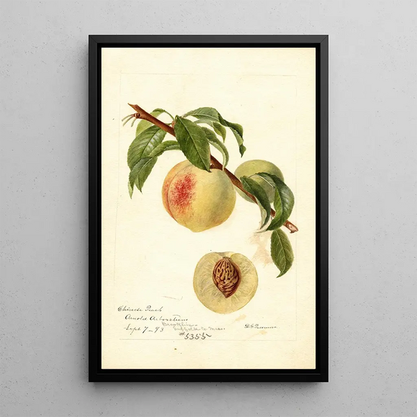 Reproductie van het schilderij Prunus persica Chinees - Deborah Griscom Passmore