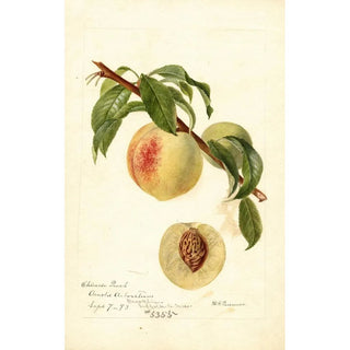 Deborah Griscom Passmore - Prunus persica Chinese.webp