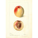 Prunus persica Connett - Deborah Griscom Passmore — weergave van het kunstwerk