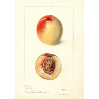 Deborah Griscom Passmore - Prunus persica Connett.webp