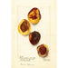 Reproductie van het schilderij Prunus persica Elberta - Deborah Griscom Passmore