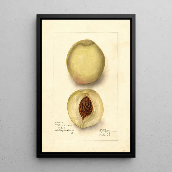 Prunus persica Iron Mountain - Deborah Griscom Passmore — ingelijst kunstwerk aan de muur