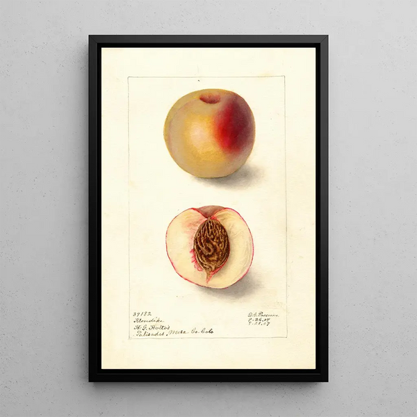 Reproductie van het schilderij Prunus persica Klondike - Deborah Griscom Passmore