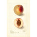 Reproductie van het schilderij Prunus persica Klondike - Deborah Griscom Passmore