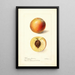 Reproductie van het schilderij Prunus persica Mammoth Strawberry - Deborah Griscom Passmore