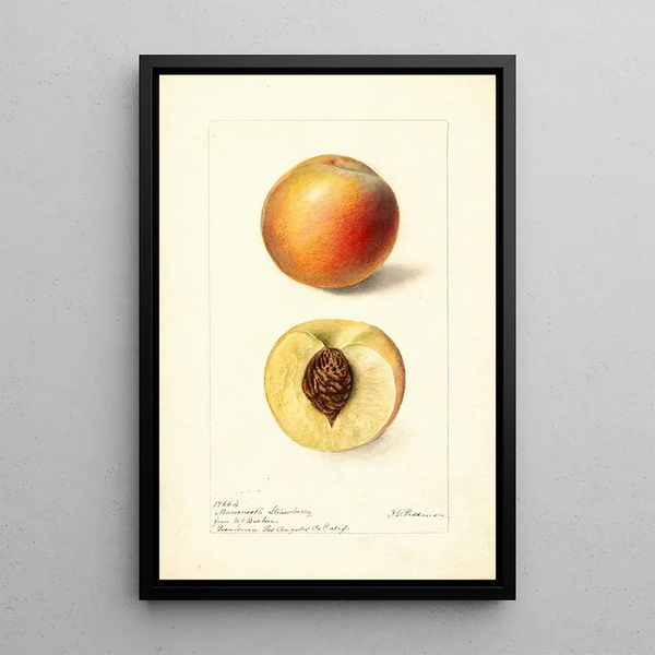 Reproductie van het schilderij Prunus persica Mammoth Strawberry - Deborah Griscom Passmore