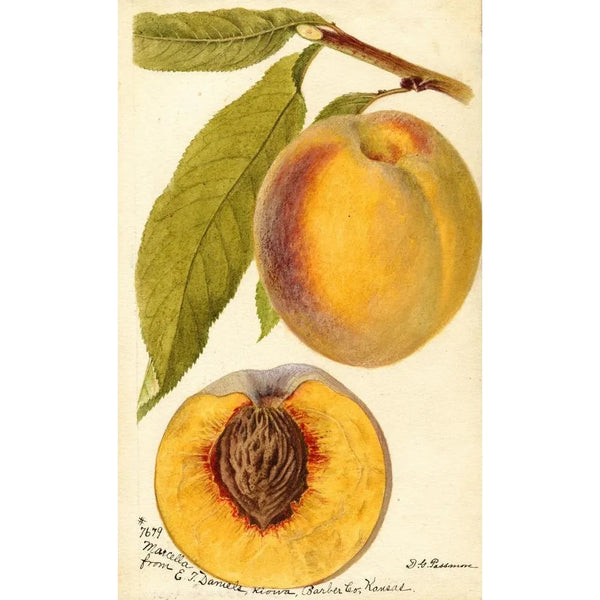 Prunus persica Marcella - Deborah Griscom Passmore — ingelijst kunstwerk aan de muur