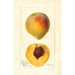 Prunus persica Mathews Beauty - Deborah Griscom Passmore — weergave van het kunstwerk