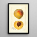 Prunus persica Mathews Beauty - Deborah Griscom Passmore — ingelijst kunstwerk aan de muur