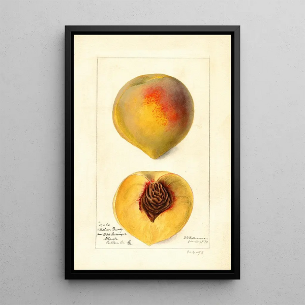 Prunus persica Mathews Beauty - Deborah Griscom Passmore — ingelijst kunstwerk aan de muur