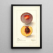 Reproductie van het schilderij Prunus persica Micado - Deborah Griscom Passmore